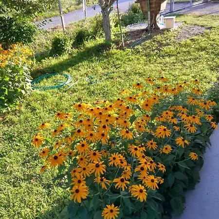 Apartment La Simba