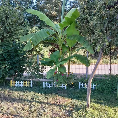 La Simba Apartament *